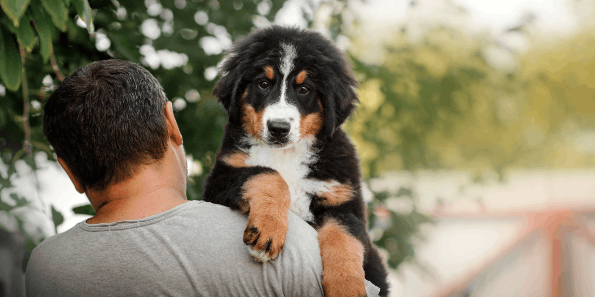 Swiss discount dog names